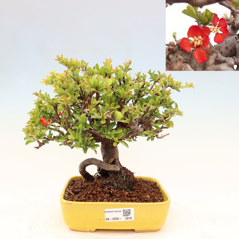 Bonsai voor buiten - Chaneomeles speciosa Chojubai
