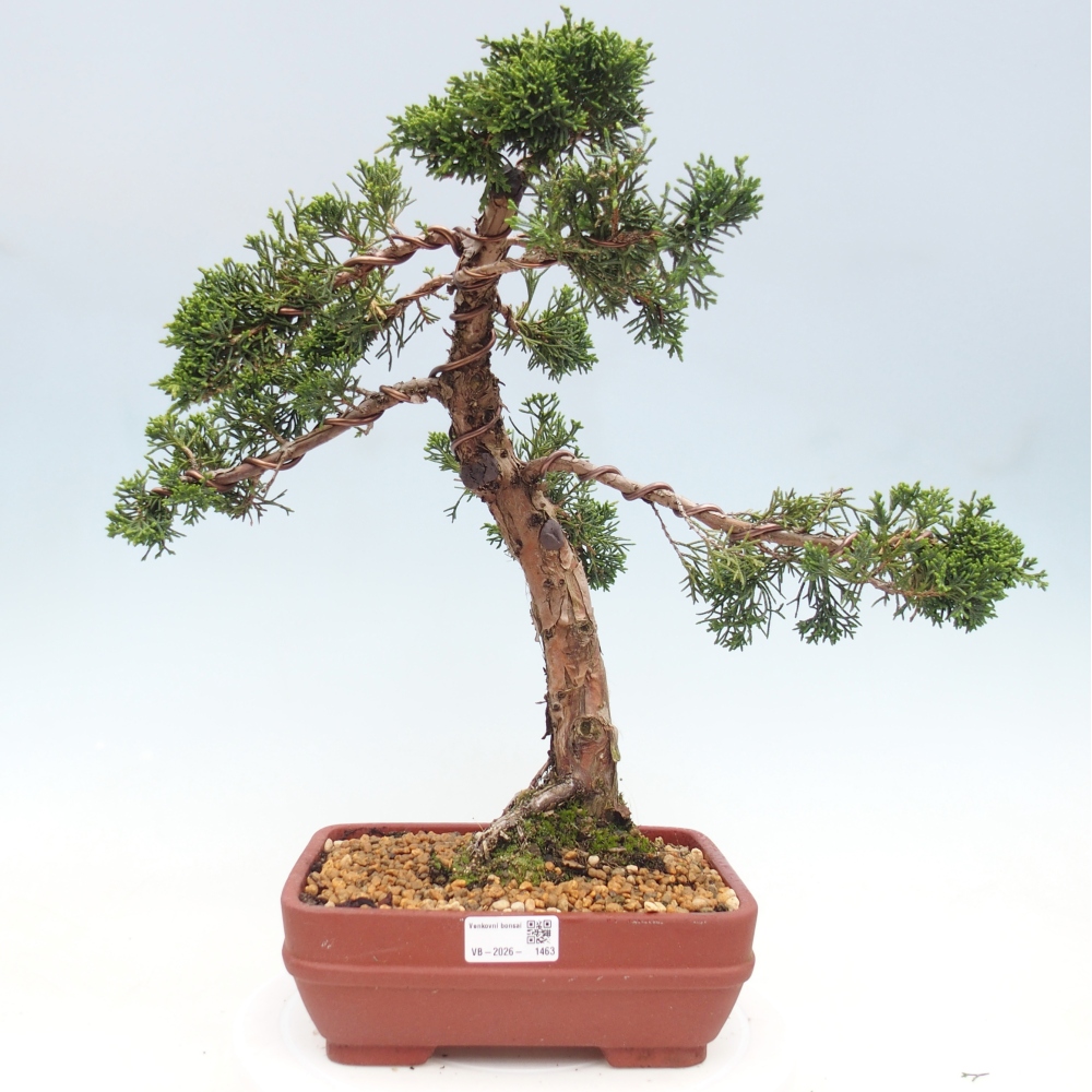 Bonsai voor buiten - Juniperus chinensis Kishu