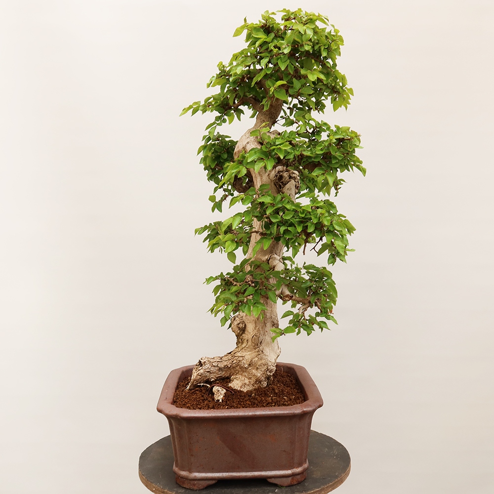 Bonsai voor buiten -Carpinus Coreana - Koreaanse haagbeuk