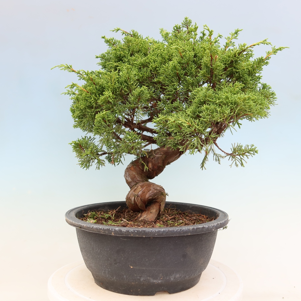 Bonsai voor buiten - Juniperus chinensis Itoigawa-Juniperus chinensis