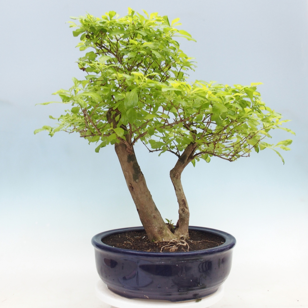 Kamerbonsai - Duranta erecta Aurea