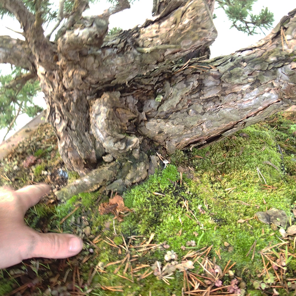 Yamadori - Pinus sylvestris Spanje
