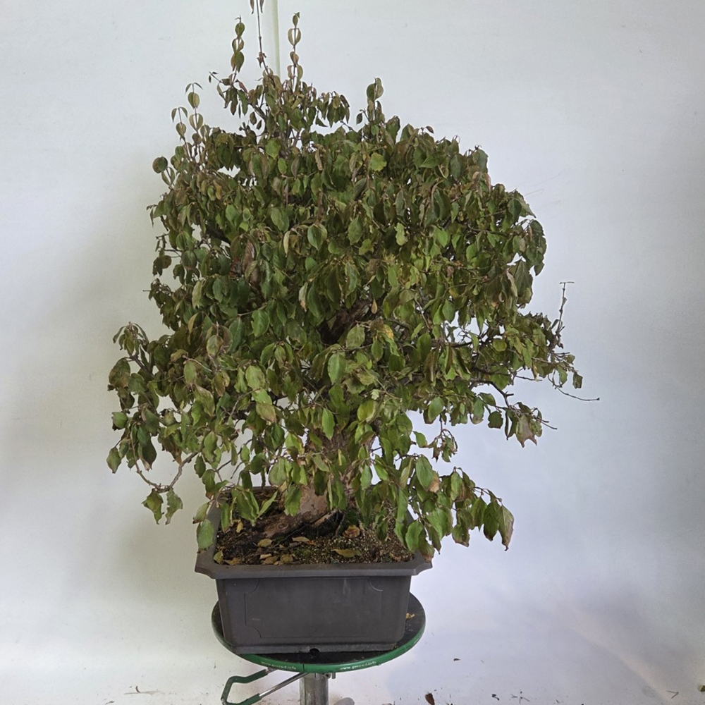 Bonsai kornoelje voor buiten - Cornus Mas