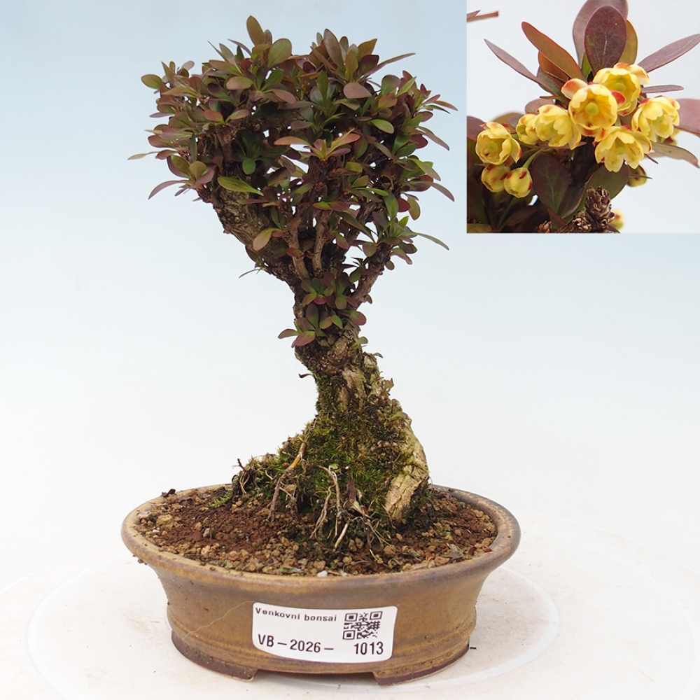 Bonsai voor buiten - Berberis Thunbergii Bagatelle