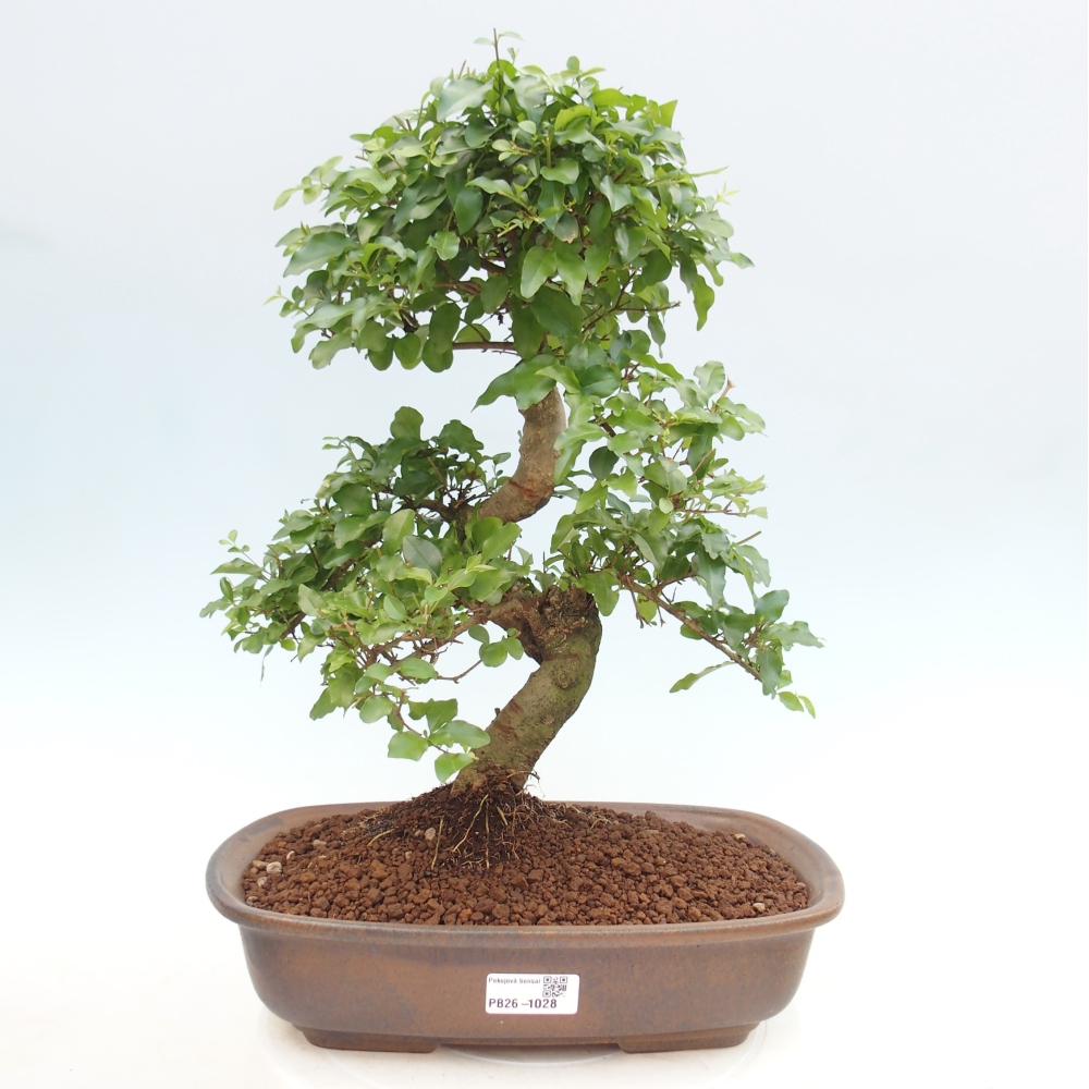 Kamerbonsai -Ligustrum chinensis - Vogelsnavel