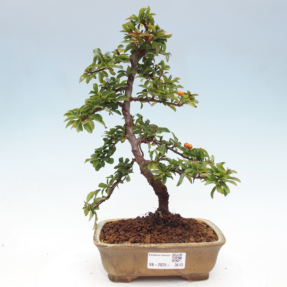 Bonsai-Pyracantha Teton voor buiten -Hlox