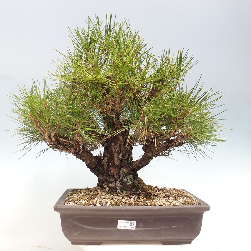 Bonsai voor buiten - Pinus thunbergii - Thunberg den