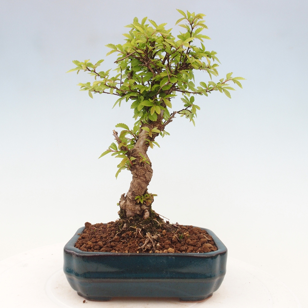 Bonsai voor buiten - Zelkova - Zelkova NIRE