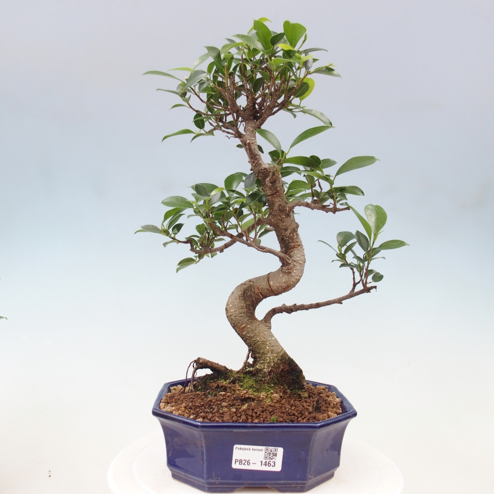 Kamerbonsai - Ficus retusa - kleinbladige ficus