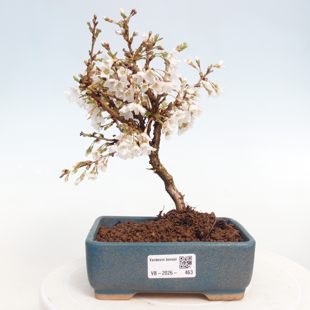 Bonsai voor buiten - Prunus incisa Kojou-no mai-Plivon uitgesneden