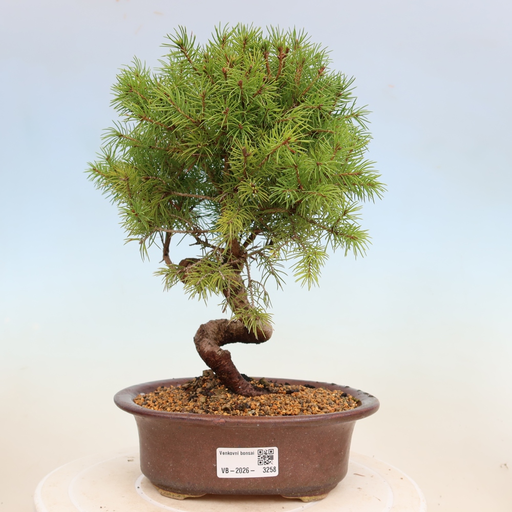 Bonsai voor buiten - Gewone spar - Picea glauca bol