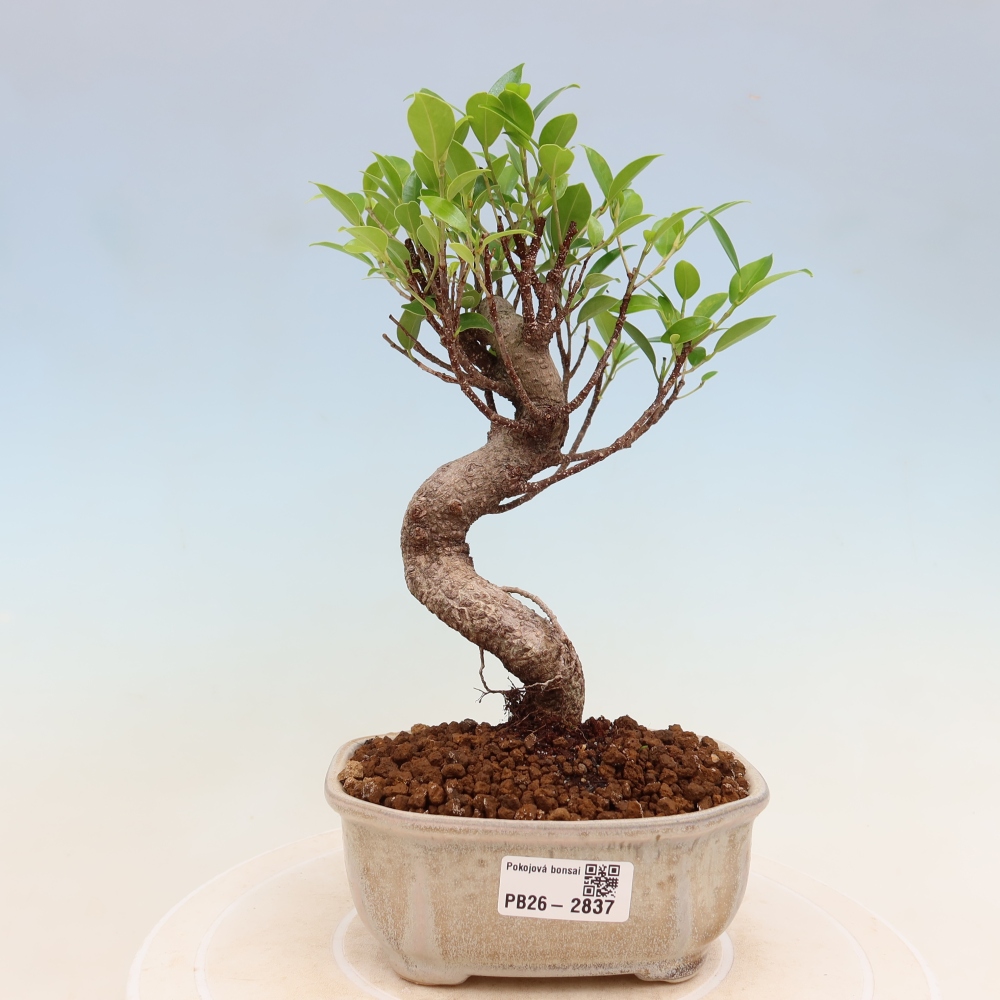 Kamerbonsai - Ficus kimmen - kleinbladige ficus
