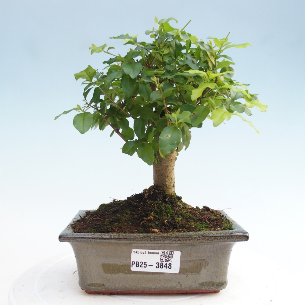Kamerbonsai -Ligustrum chinensis - Vogelsnavel