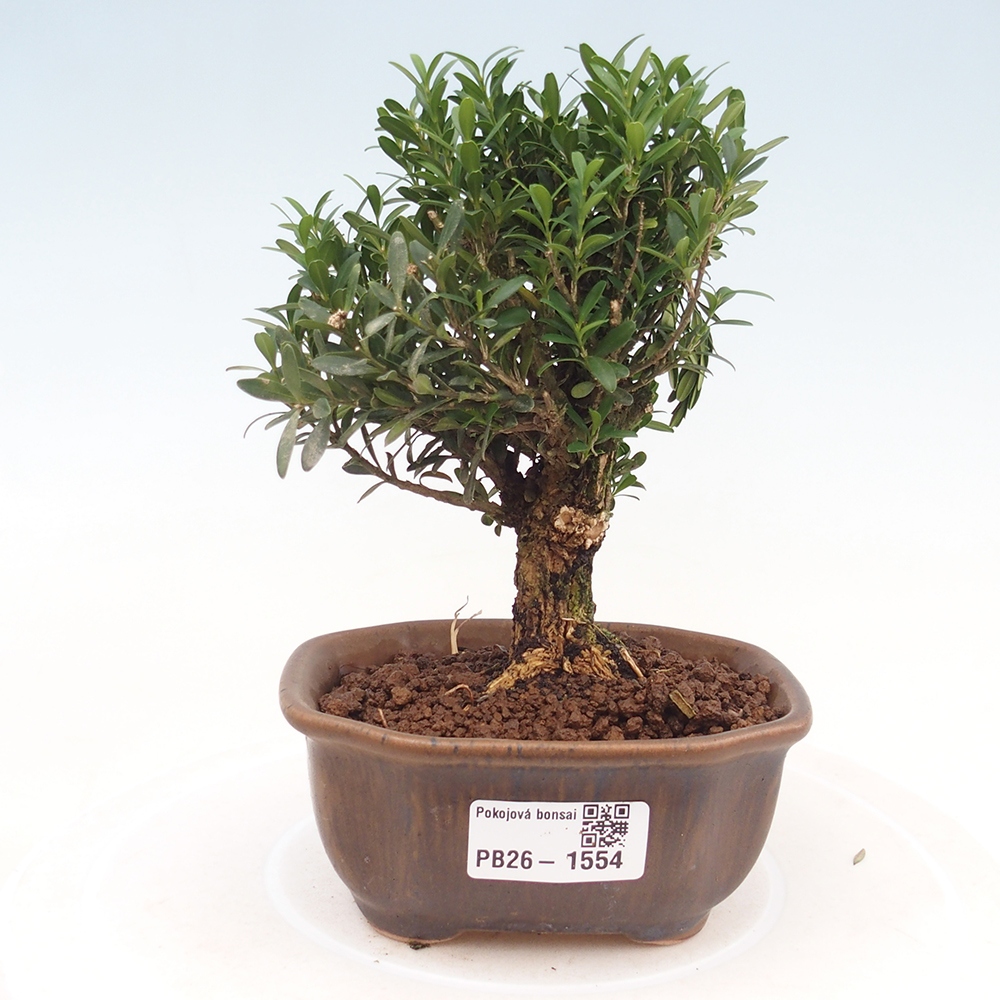 Kamerbonsai - Buxus harlandii - kurk buxus