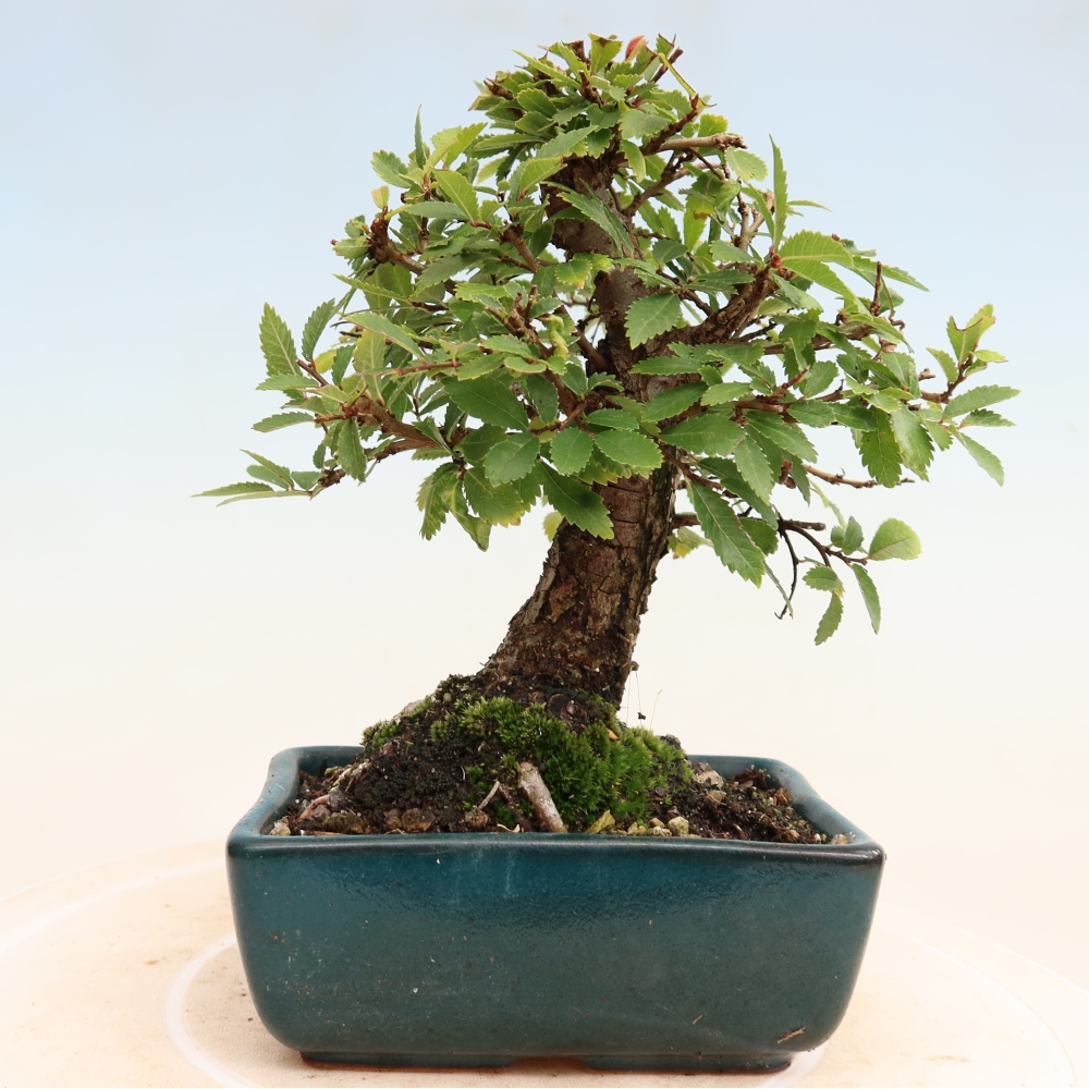 Bonsai voor buiten - Zelkova - Zelkova NIRE