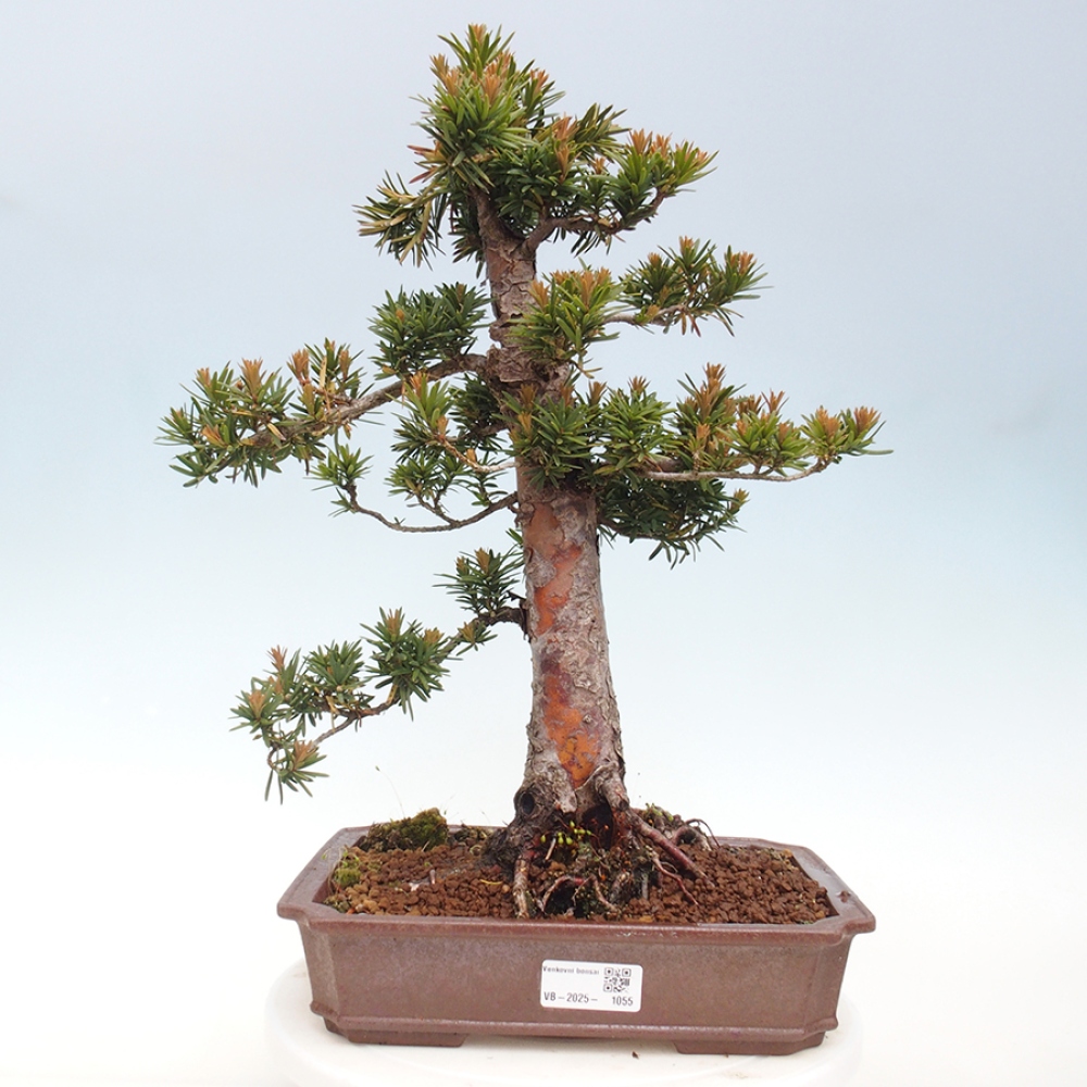 Bonsai voor buiten - Taxus cuspidata - Japanse Taxus
