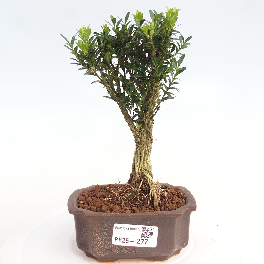 Kamerbonsai - Buxus harlandii - kurk buxus