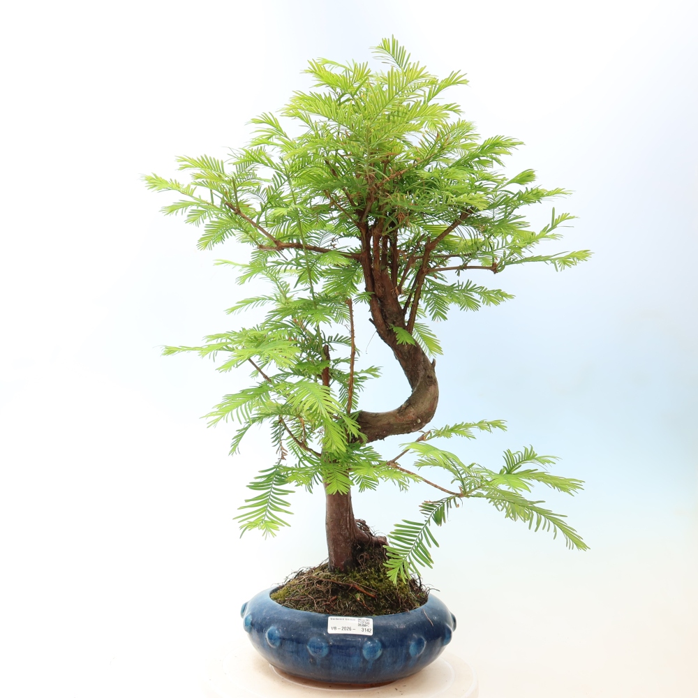 Bonsai voor buiten - Metasequoia glyptostroboides - Chinese Metasequoia