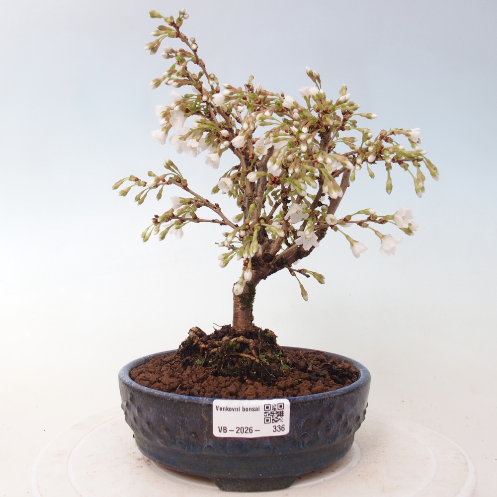 Bonsai voor buiten - Prunus incisa Kojou-no mai-Plivon uitgesneden