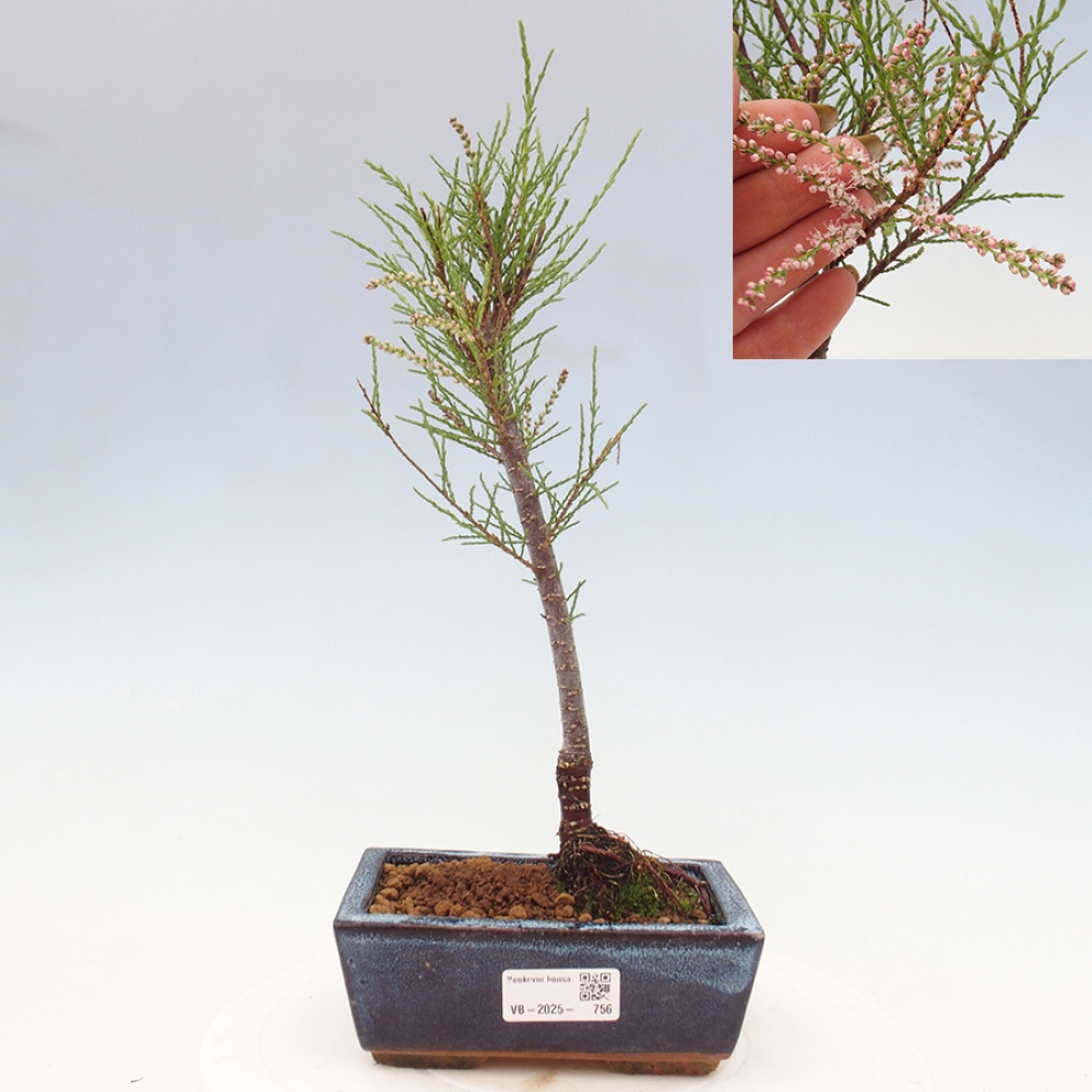 Bonsai voor buiten - Tamarisk - Tamarix