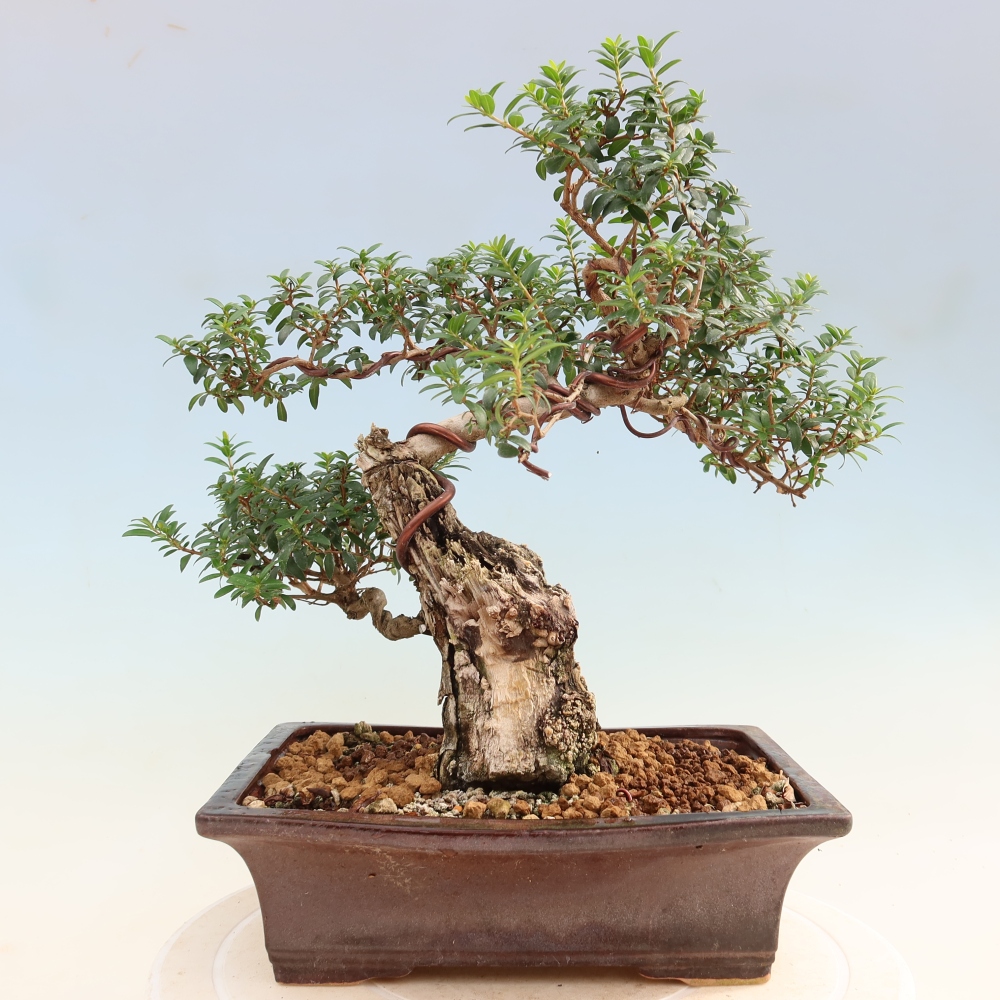 Kamerbonsai - Myrtus communis - Mirte