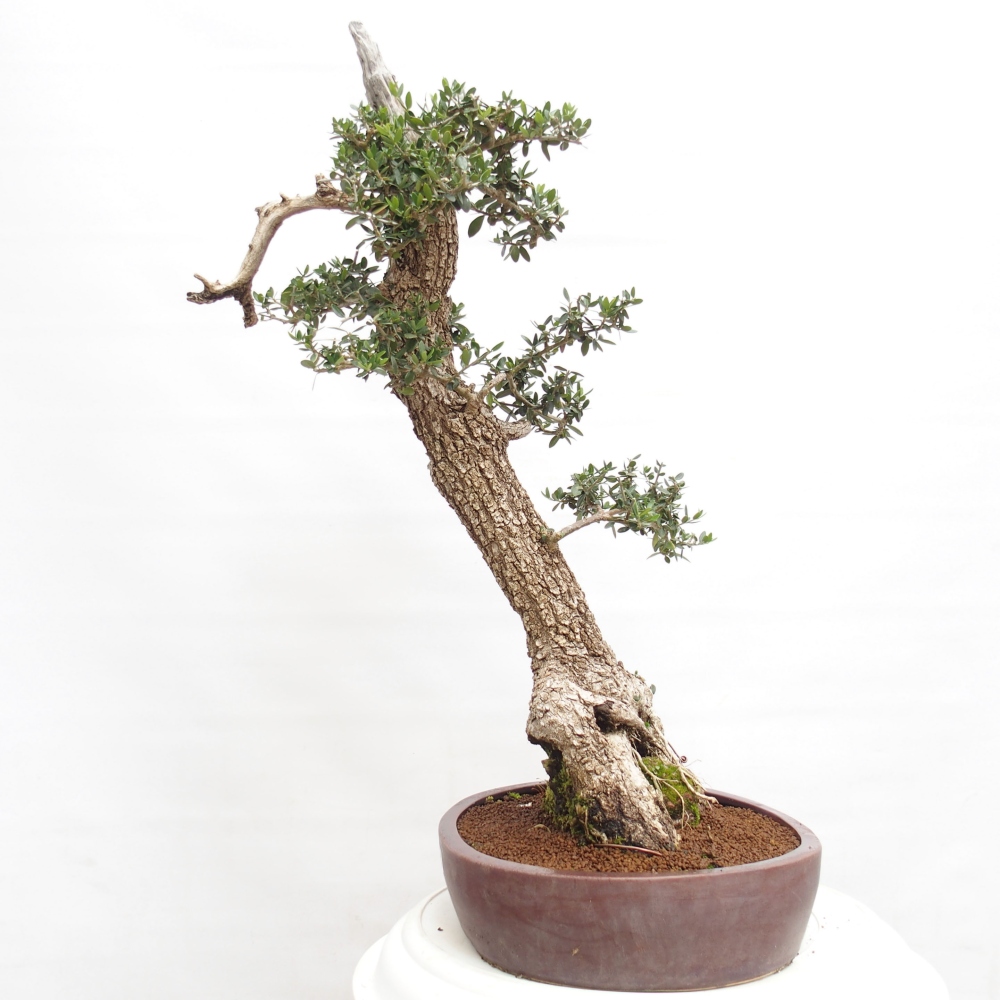 Bonsai voor binnen - Olea europaea sylvestris