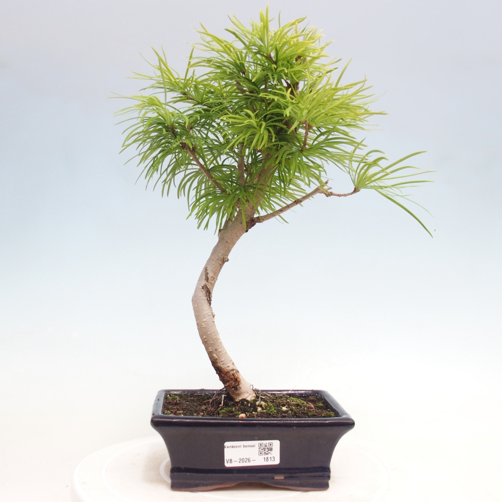Bonsai voor buiten -Pseudolarix amabis-Pseudolarix amabis