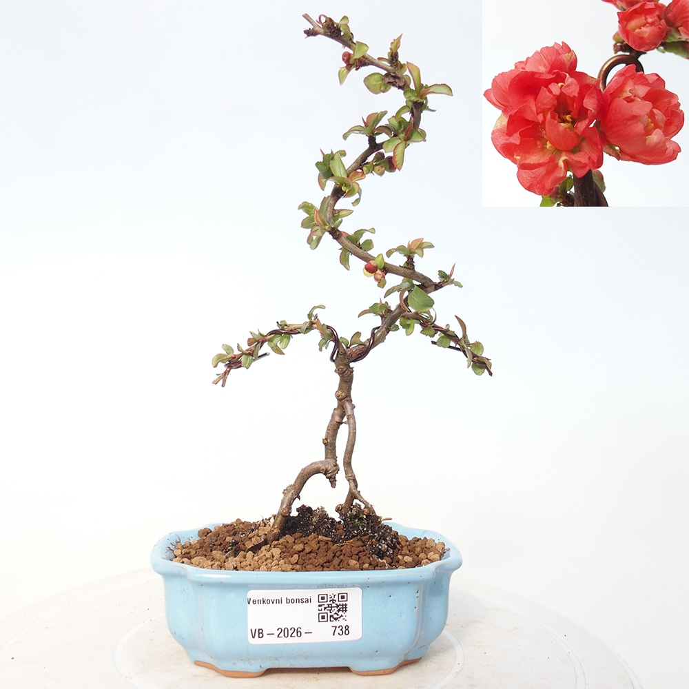 Bonsai voor buiten - Chaneomeles s. Red Joy - Kweepeer