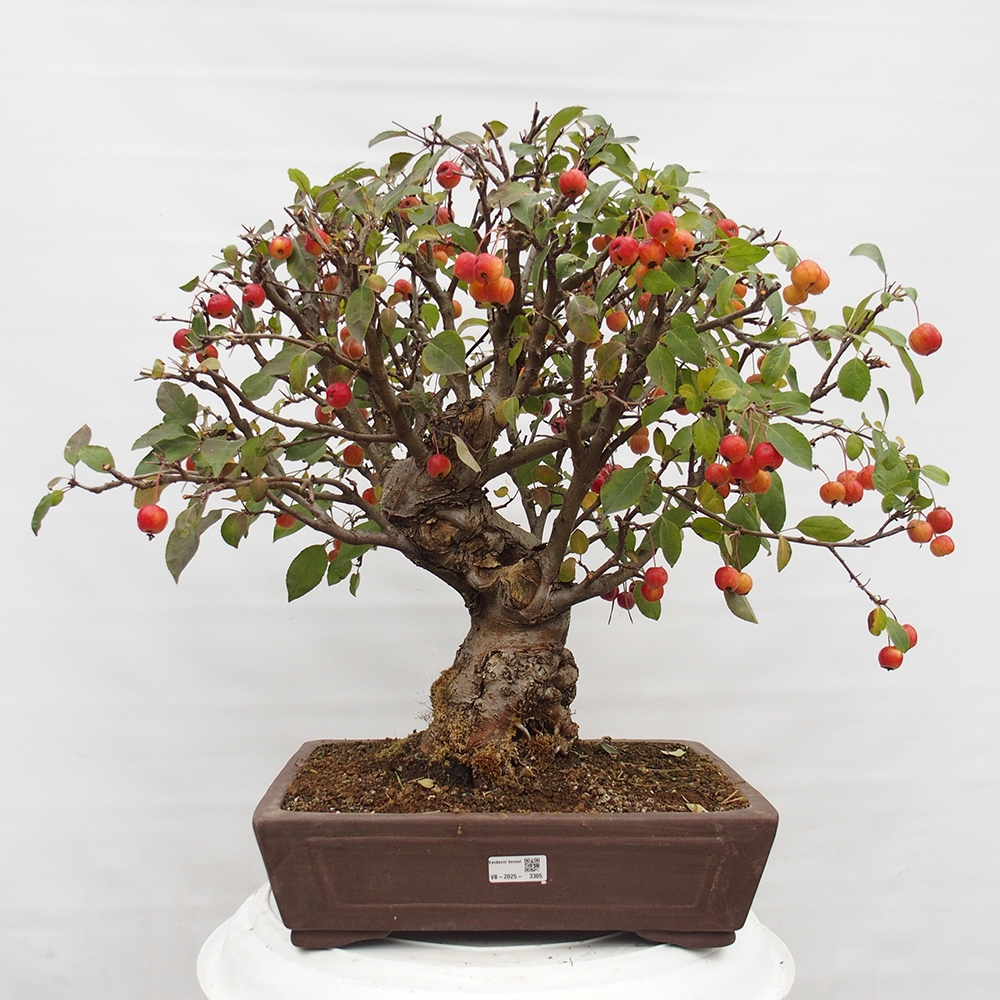 Bonsai voor buiten -Malus halliana - Appelboom met kleine vruchten