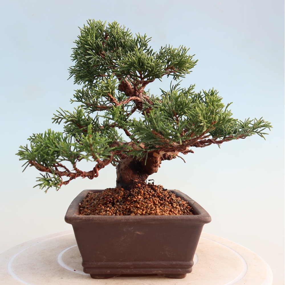 Bonsai voor buiten - Juniperus chinensis Itoigawa