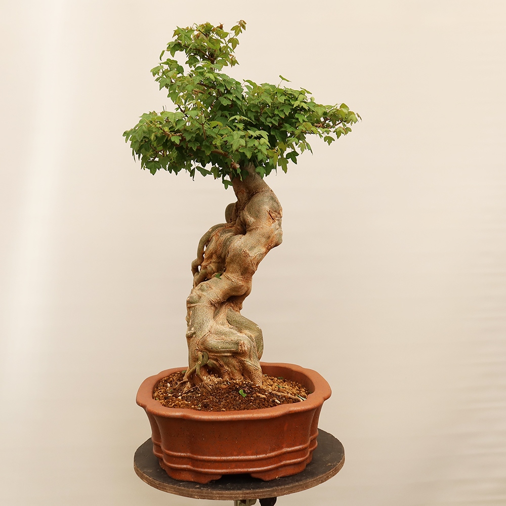 Bonsai voor buiten - Esdoorn Burger - Acer Burgerianum