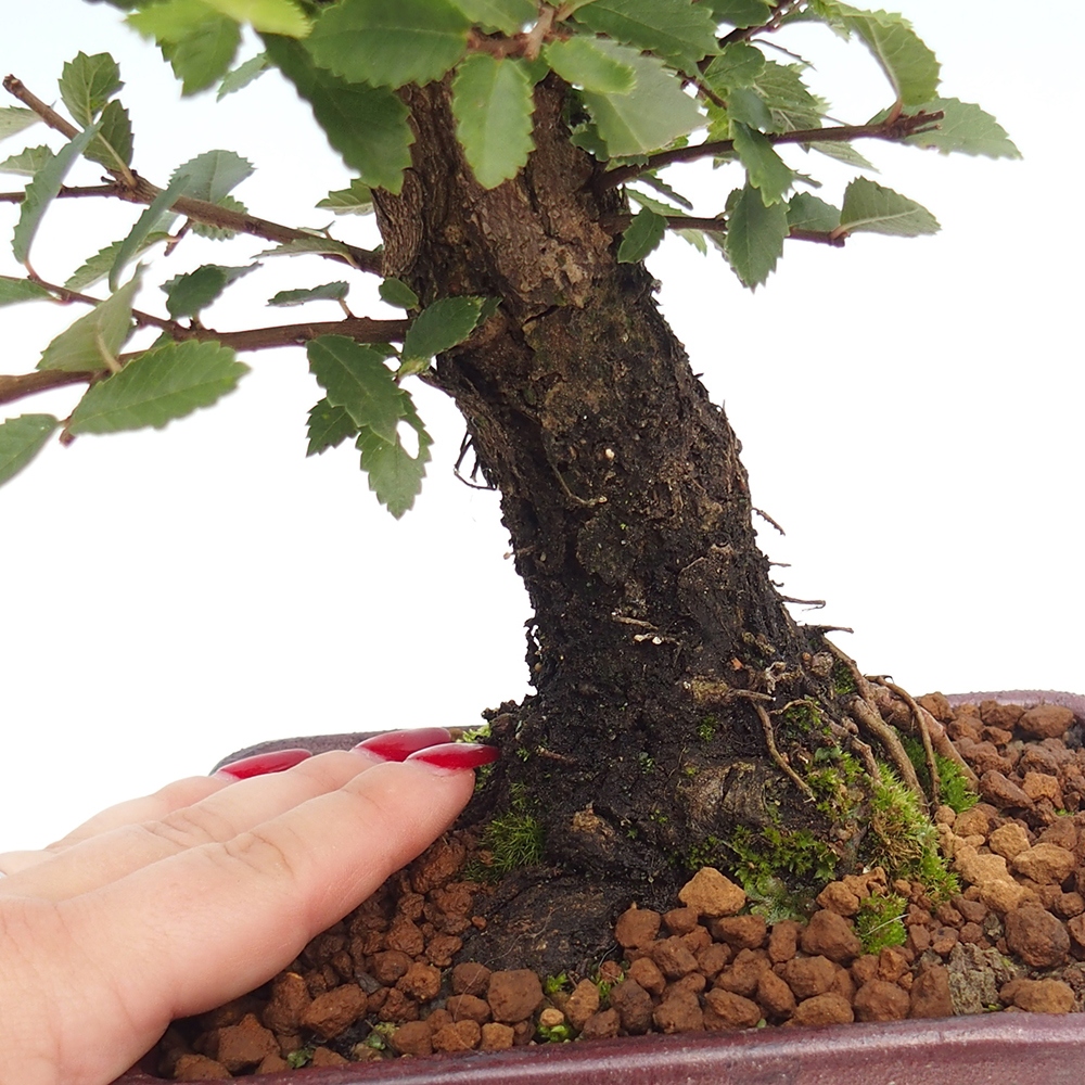 Bonsai voor buiten - Zelkova - Zelkova NIRE