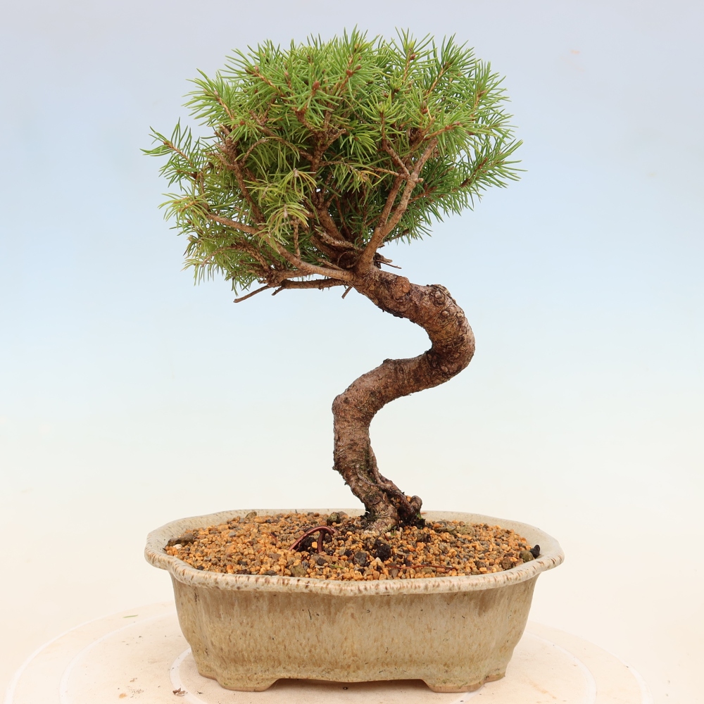 Bonsai voor buiten - Gewone spar - Picea glauca bol