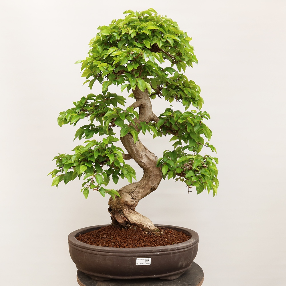 Bonsai voor buiten -Carpinus Coreana - Koreaanse haagbeuk