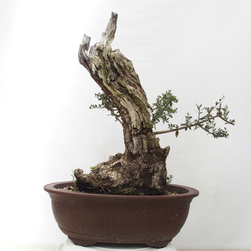 Bonsai voor binnen - Olea europaea sylvestris