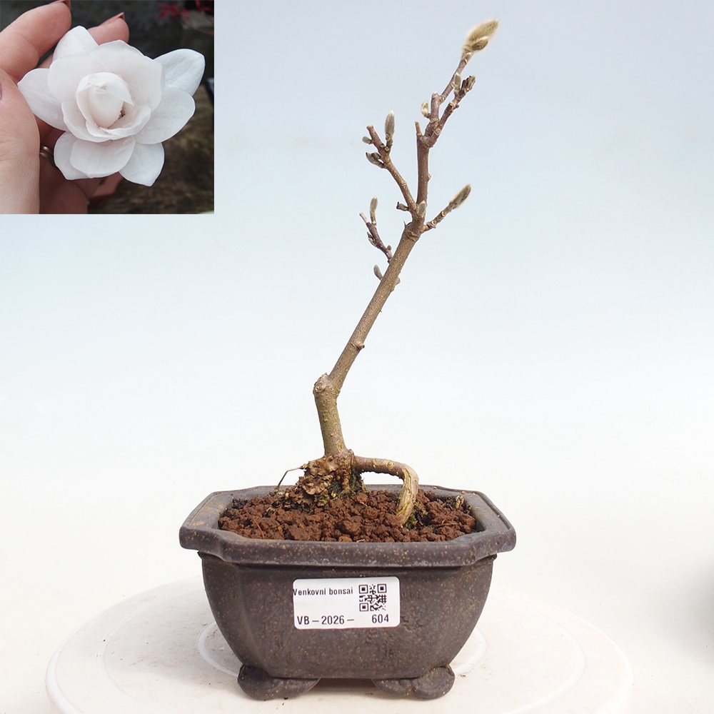 Bonsai voor buiten - Magnolia stellata
