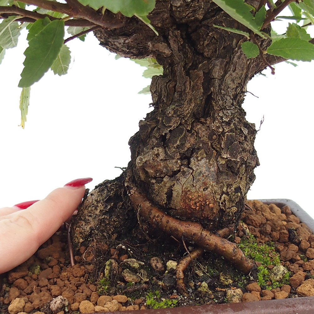 Bonsai voor buiten - Zelkova - Zelkova NIRE