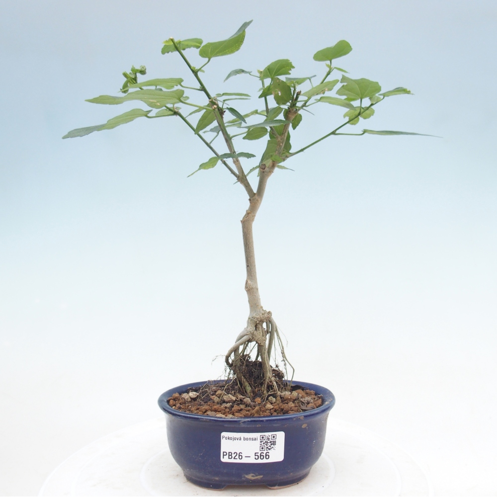 Bonsai voor binnen - Malvaviscus arboreus