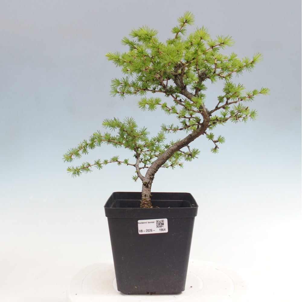 Bonsai voor buiten -Larix decidua - Lariks