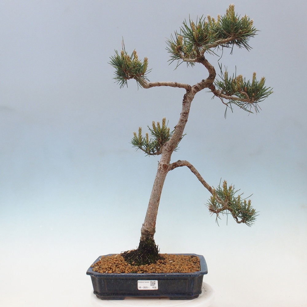 Bonsai voor buiten - Pinus Sylvestris Watererri - grove den