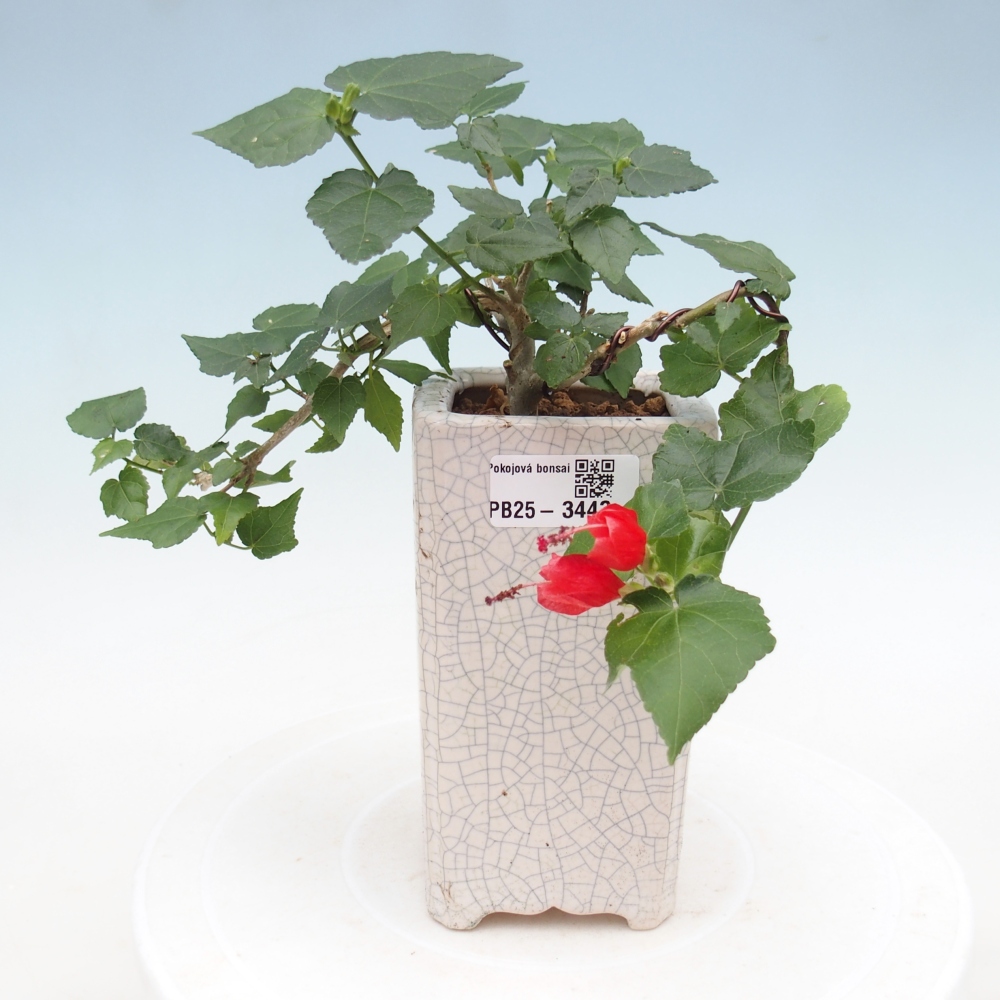 Bonsai voor binnen - Malvaviscus arboreus