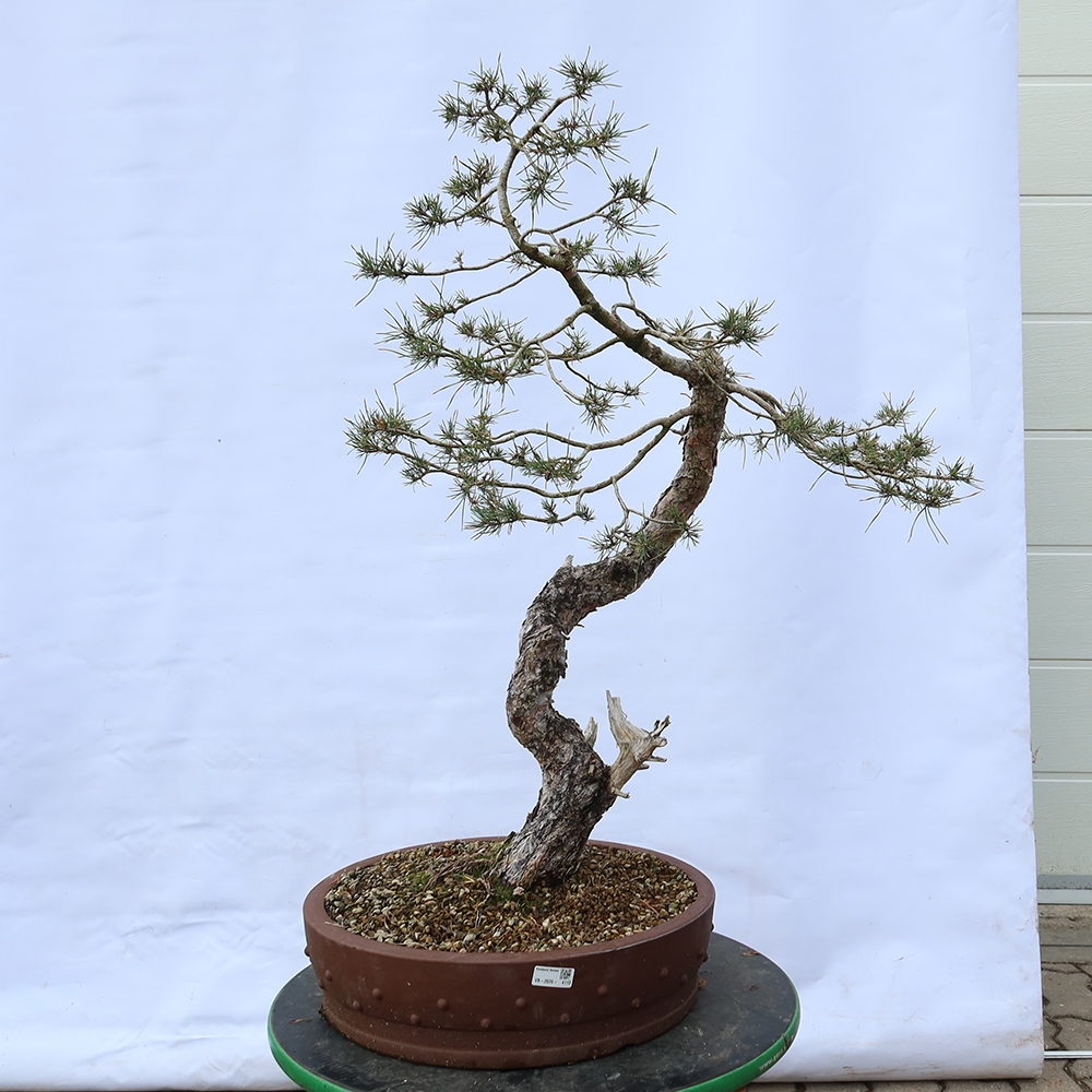 Pinus sylvestris Spanje - grove den