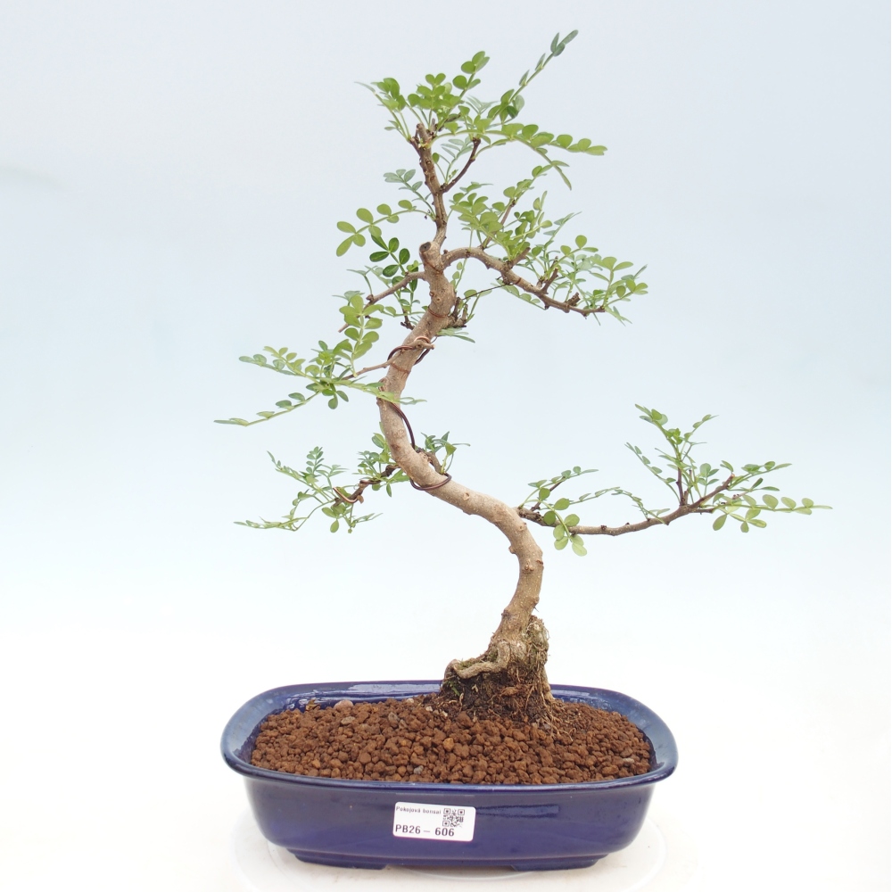 Kamerbonsai - Zantoxylum piperitum - peperboom