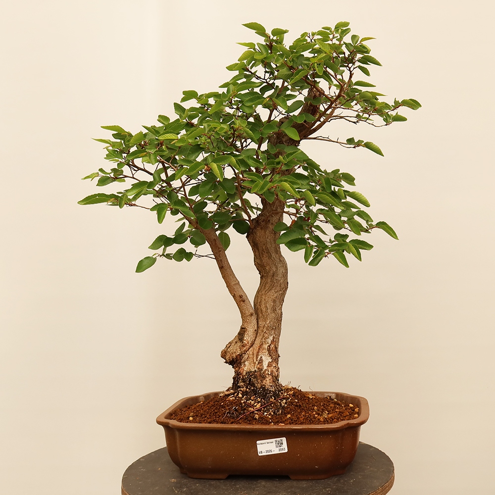Bonsai voor buiten -Carpinus Coreana - Koreaanse haagbeuk