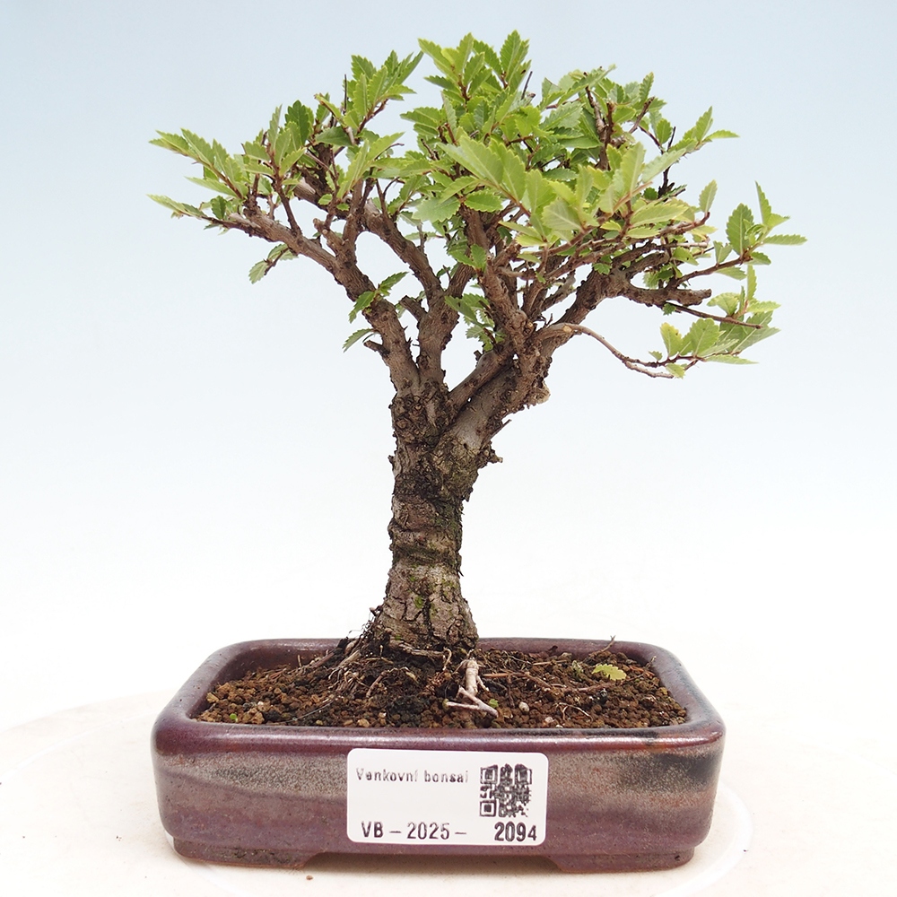 Bonsai voor buiten - Zelkova - Zelkova NIRE