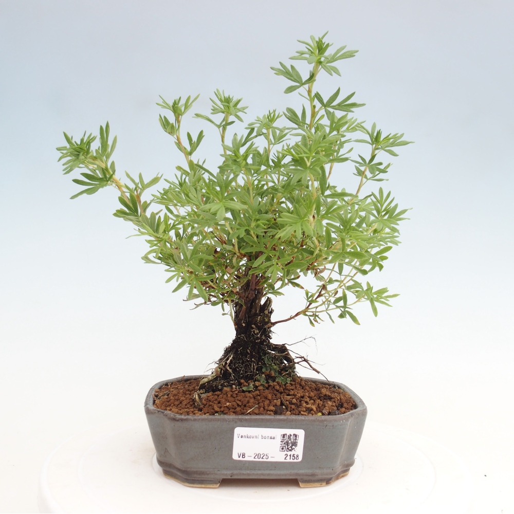 Bonsai voor buiten - Potentila fruticosa gele vogel