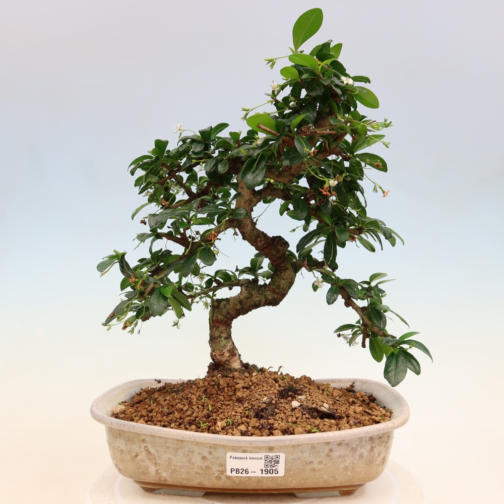 Kamerbonsai - Carmona macrophylla - Thee fuki