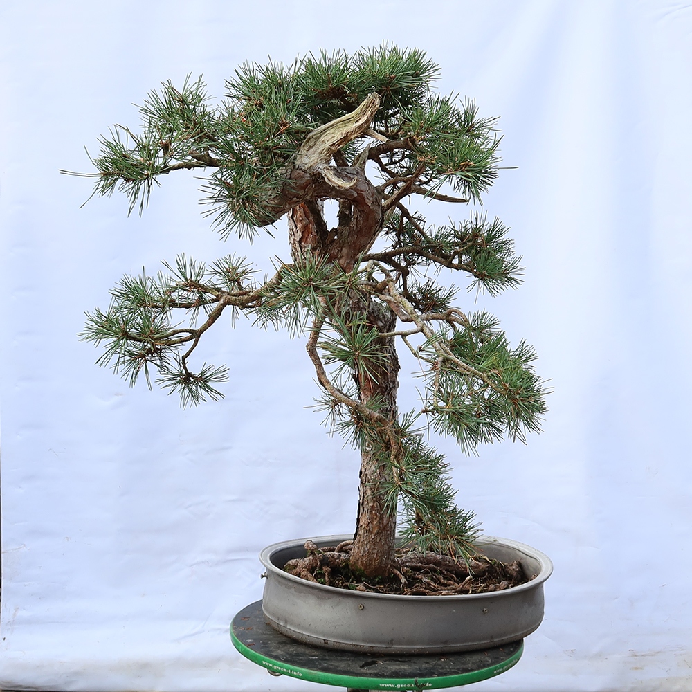 Pinus sylvestris Spanje - grove den