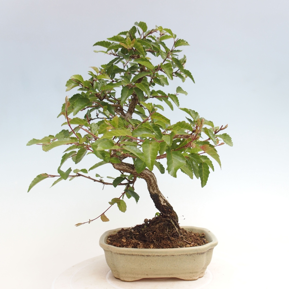 Bonsai voor buiten -Carpinus CARPINOIDES - Koreaanse haagbeuk