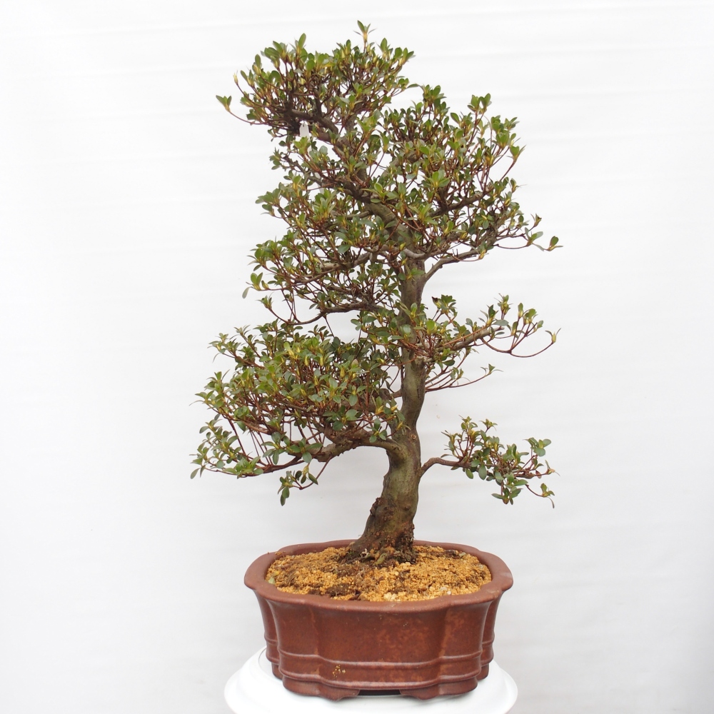 Bonsai voor buiten - Japanse Azalea - Azalea Sansei